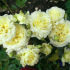 Катереща роза елф (елф): описание и снимка, рецензии